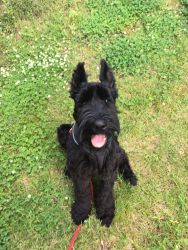 7 Month Old Giant Schnauzer