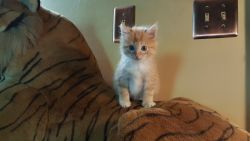 kitten fluffy orange and white