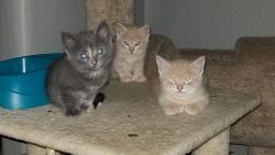 Polydacyl kittens