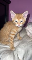 Male orange tabby kitten 2 months old