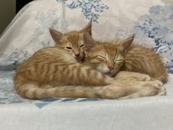 2 three months old ginger kittens up for adoption
