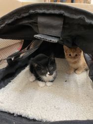 Kittens Need Home