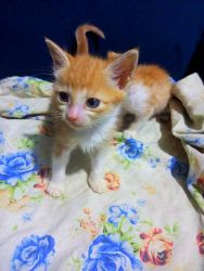 Female Ginger Tabby Kitten