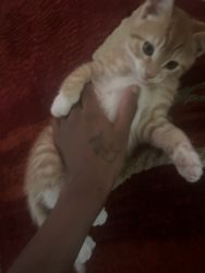 Kitten for sale 6 month old