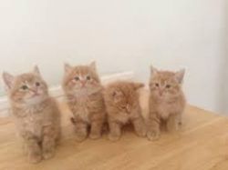 ginger kittens ready for sale