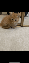 6week kitten for sale