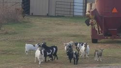 Dwarf Nigerian goats. PM for price if interested. Babies 2 male and