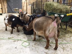 excellent Dairy and meat goats for sale