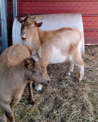 Nigerian Dwarf Pygmy goats