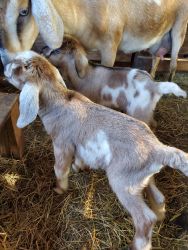 Nigerian Baby goats for sale