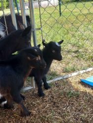 Baby goats are for sale and ready to go.