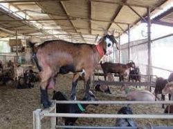 Dairy goat for sale
