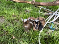 Nigerian dwarf baby goats