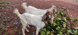 Goat from home farm