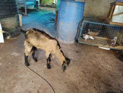 I want sell nadan goat 8 months old