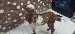 BARBARI Goat baby