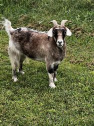 2 Goats for sale (1 or both); half fainting breed;Thunder & Lightening
