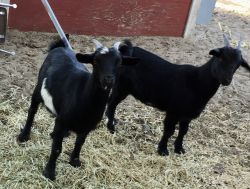 Female Pygmy Fainting Goats