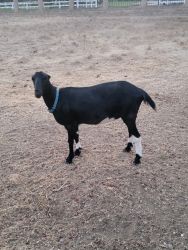 Lamancha goat