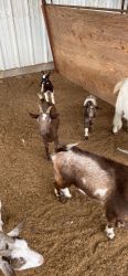 Nigerian dwarf goats