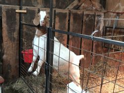 Boer show goats