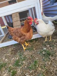7 Chickens to give away because of the HOA notice