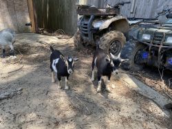 Pygmy/dwarf goats