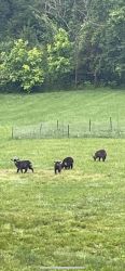 4 pigmy goats