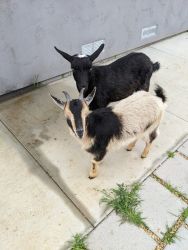 (2) Nigerian Dwarf Goats for sale