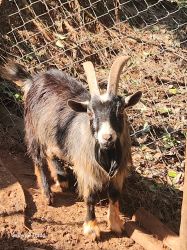 2 male goats