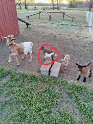 Pygmy / ND baby goats