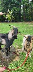 Pigmy Goats