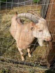 Young Billy Goat (For Sale)