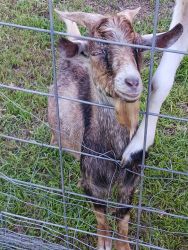 Pet goats for sale