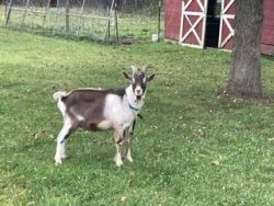 Alpine breeding buck goat