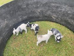 Pygmy goats soon to be for sale!