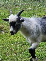 Blue eyed Pygmy goats. $250 Each. Leave V/M xxx-xxx-xxxx