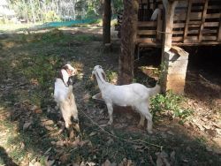 Original Jamuna parry Goats for sale