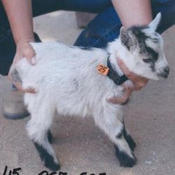 African Pygmy Goats Kids Are Here Ship Worldwide