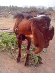 male jamanapari goat 1 year4 months old