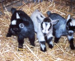 Miniature Goats â€“ Ship Worldwide Since 1982