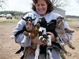 African Pygmy Goats For Sale xxxxxxxxxx