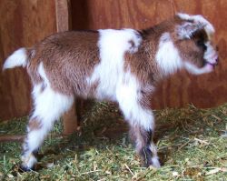 ----miniature Goats For Sale - Ship Worldwide-----