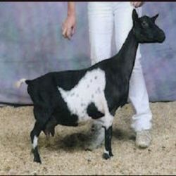 Miniature Goats For Sale - Ship Worldwide
