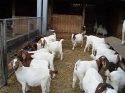 Boer and saanen Goat for milking