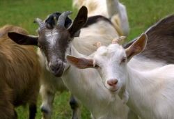 African goat for sale