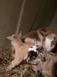 Sale Pending*nigerian Dwarf Doe And Her Baby Goats