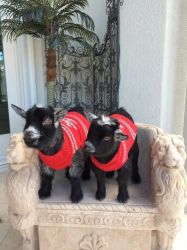 African Pygmy Goats - Registered