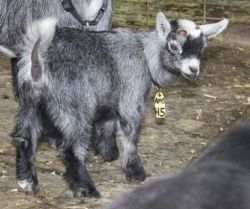 African Pygmy Goats- New Babies Arriving Now!