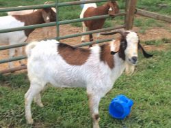 Lamancha And Sable Goats- Registered Milkers, Doe Kids, Bucks Availabl